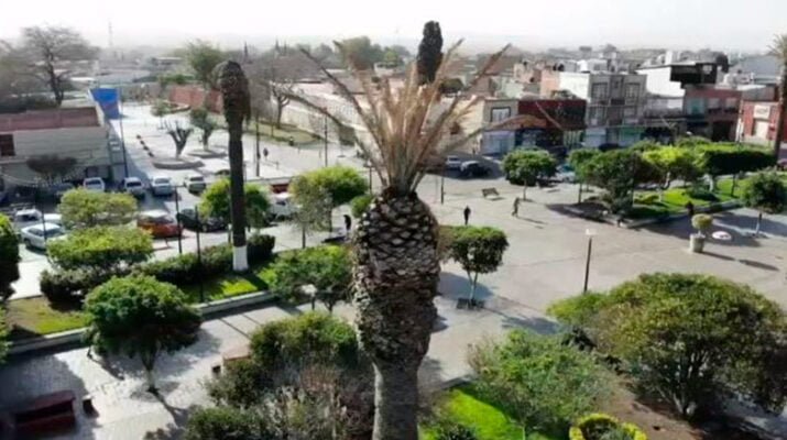 Palmeras del Jardín de Ezequiel Montes serán retiradas 5 Palmeras