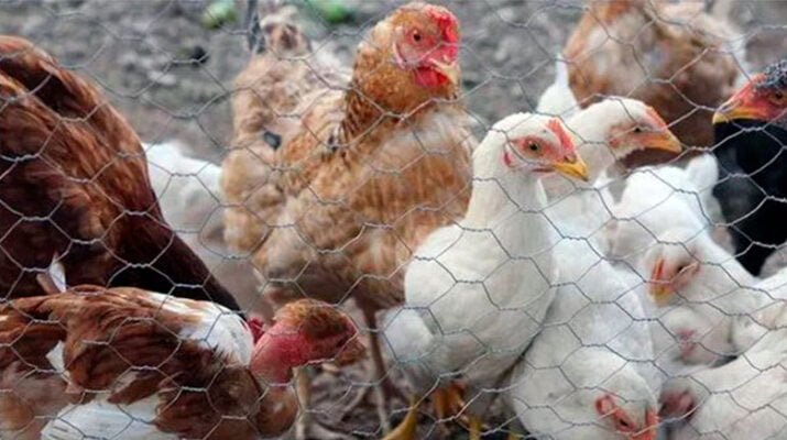 Detectan brote de gripe aviar AH7N3 en México 8 AH7N3