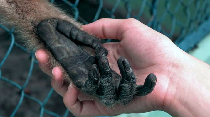 OMS declara emergencia mundial por viruela del mono 5 del mono