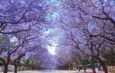 jacarandas