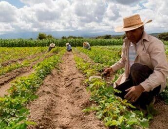Sector agrícola