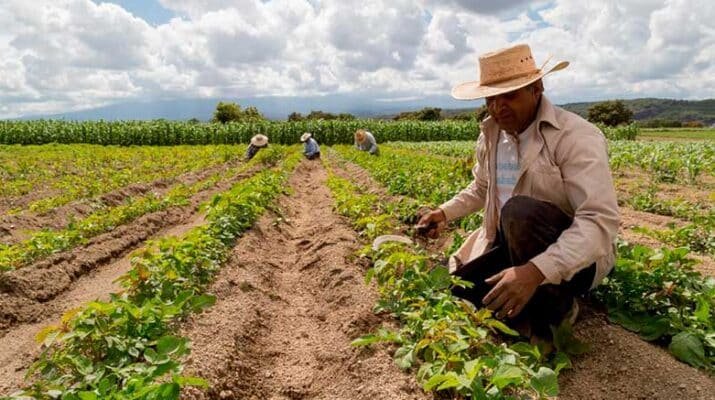 Sector agrícola nacional amenazado por costos de producción 3 Sector agrícola