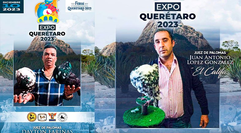 Habrá en la Feria Ganadera Gallos curritos y Aves de Fantasía 2 Habrá en