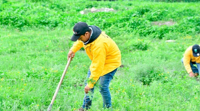 Se contempla reforestar 3 mil árboles endémicos en Ezequiel Montes 2 Se contempla