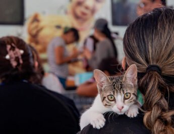 Se esterilizarán