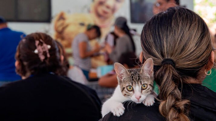 Se esterilizarán hasta a mil 140 gatos y perros En El Marqués 11 Se esterilizarán