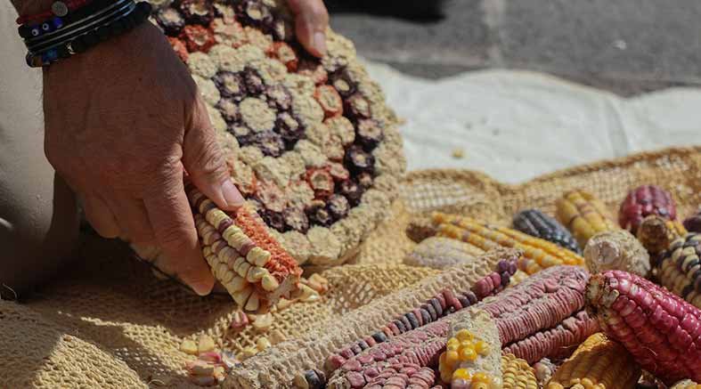Jubilado UAQ expone “La leyenda del maíz. El viaje” 2 leyenda