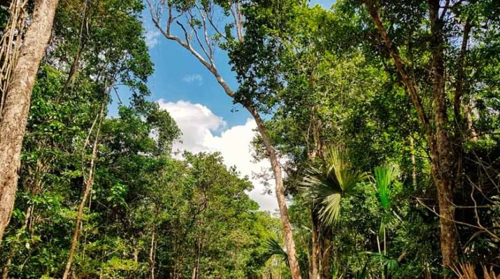 Estados Unidos apoyará a México para proteger la Selva Maya 5 Estados Unidos
