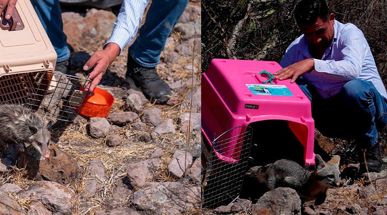 IMPA de El Marqués realiza liberación de fauna silvestre 2 IMPA