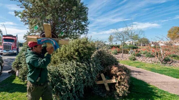 El Marqués implementará campaña de recolección de árboles de navidad 20 9 implementará campaña