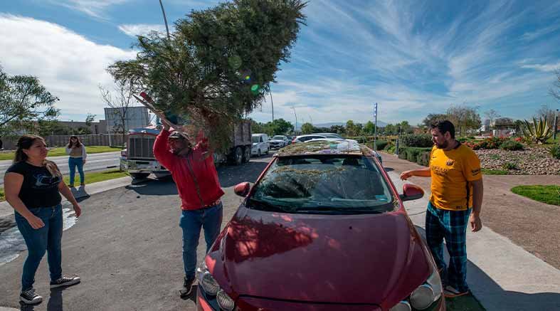 El Marqués implementará campaña de recolección de árboles de navidad 20 2 implementará campaña