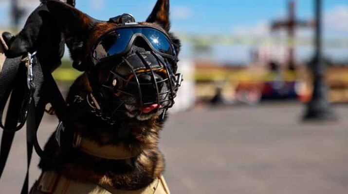 Unidad Canina UAQ: 7 años de proteger los espacios universitarios 33 unidad canina 2