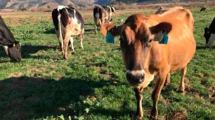 EUA amenaza con restringir importaciones de ganado mexicano 6 EUA