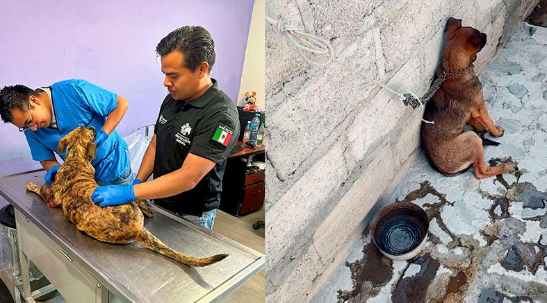 El Marqués atiende casos de maltrato y rescata crías de zarigüeya 2 zarigüeya