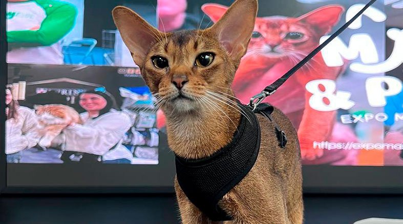 Miau and Pets, Expo Mascotas y Cat Show 2025 2 Miau and