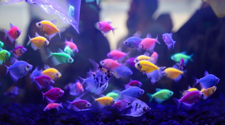 acuario 2