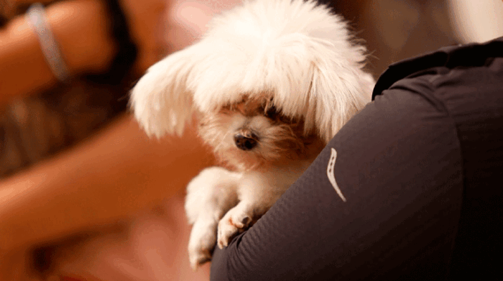 Municipio de Querétaro emite recomendaciones para el cuidado de mascotas en fiestas patrias 5 emite recomendaciones