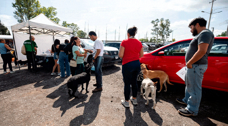 esterilizaciones gratuitas