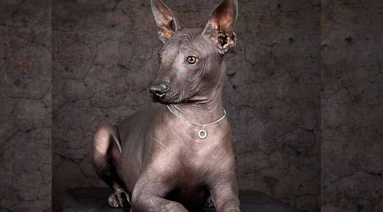 Herencia prehispánica en la vida diaria 4 Herencia