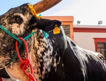 Tradicionales Fiestas
