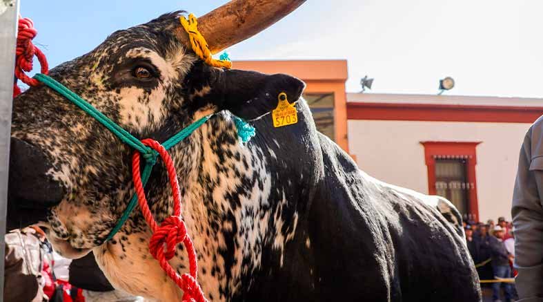 Tradicionales Fiestas