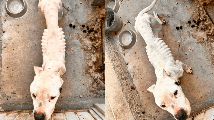 El Marqués rescata canina en abandono 1 canina en