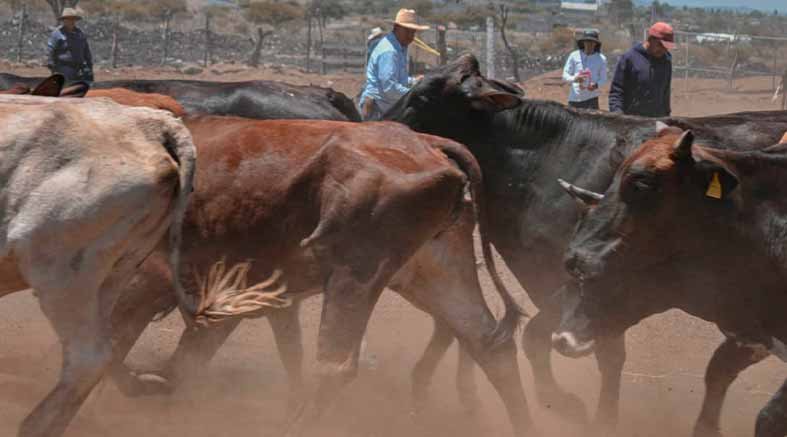 Corregidora lleva Jornada de Salud Animal a la comunidad de La Cueva 2 Corregidora lleva