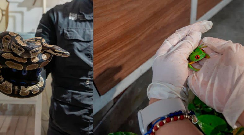 IMPA asegura especies exóticas y endémicas en El Marqués 2 IMPA asegura