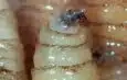 Suman