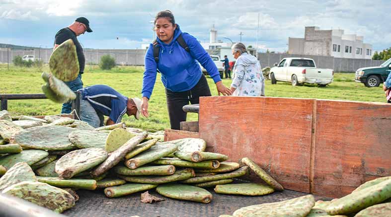 Corregidora entrega nopal Copena a productores 2 Copena