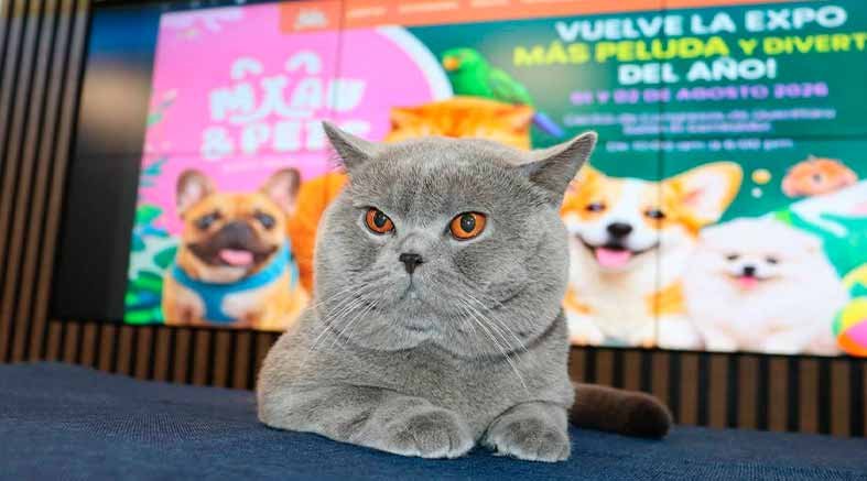 Miau 