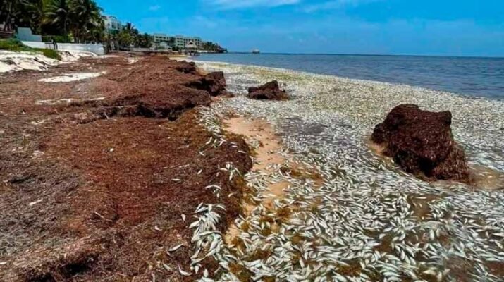 Miles de peces llegan muertos a la Bahía de Petempich en Quintana Roo 1 Miles