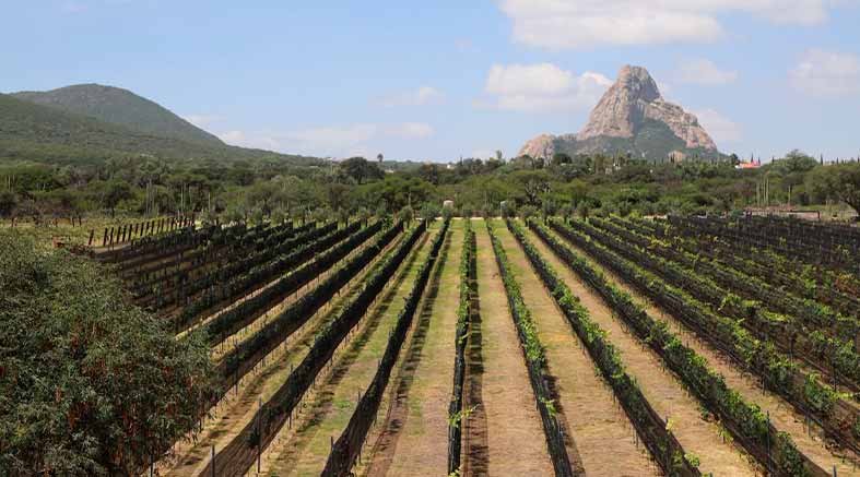 Inauguran Viñedo de Piedra en Ezequiel Montes 2 de Piedra