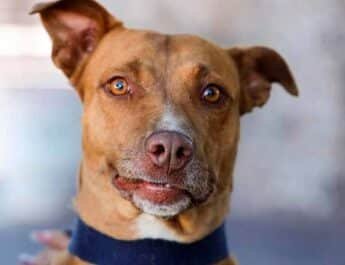 esterilización animal