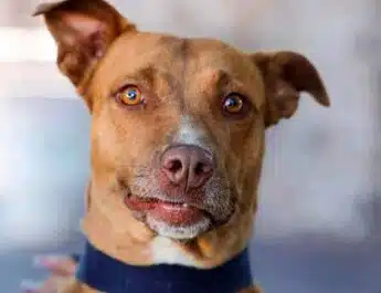 esterilización animal