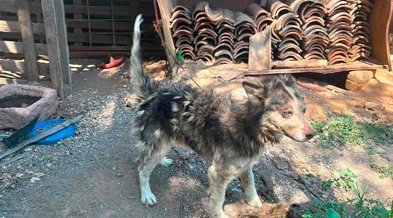 Atiende IMPA reporte por posible maltrato animal en La Providencia 4 Atiende IMPA