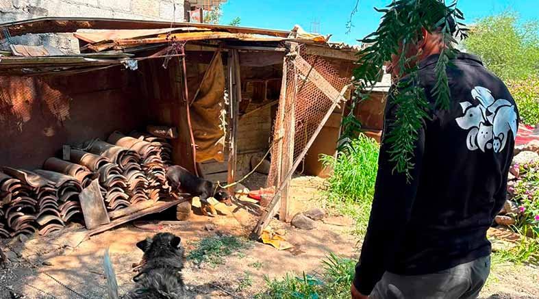 Atiende IMPA reporte por posible maltrato animal en La Providencia 2 Atiende IMPA