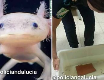 Recuperan