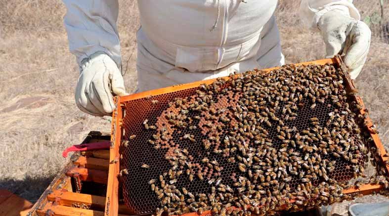 Fortalece Municipio de Querétaro protección de polinizadores con Poliniza Querétaro 2 polinizadores