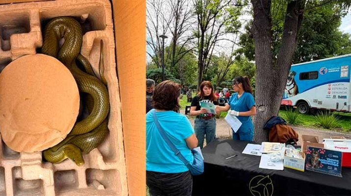 Fortalecen acciones en favor de animales de compañía en Querétaro 1 favor-de