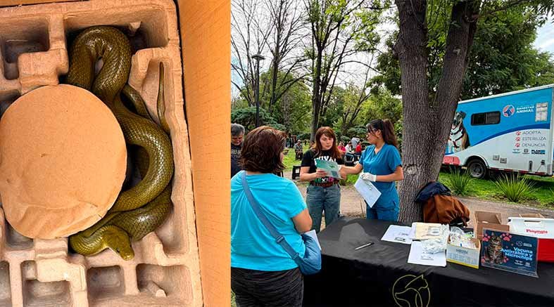 Fortalecen acciones en favor de animales de compañía en Querétaro 2 favor-de