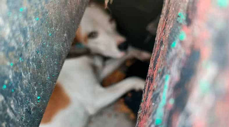 Municipio de Querétaro rescata a un canino atrapado en una rejilla de desagüe 2 rejilla de