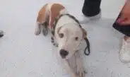 rejilla de
