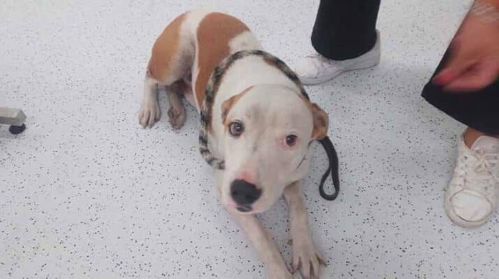 Municipio de Querétaro rescata a un canino atrapado en una rejilla de desagüe 1 rejilla de