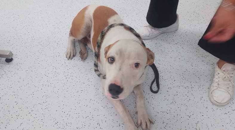 Municipio de Querétaro rescata a un canino atrapado en una rejilla de desagüe 4 rejilla de